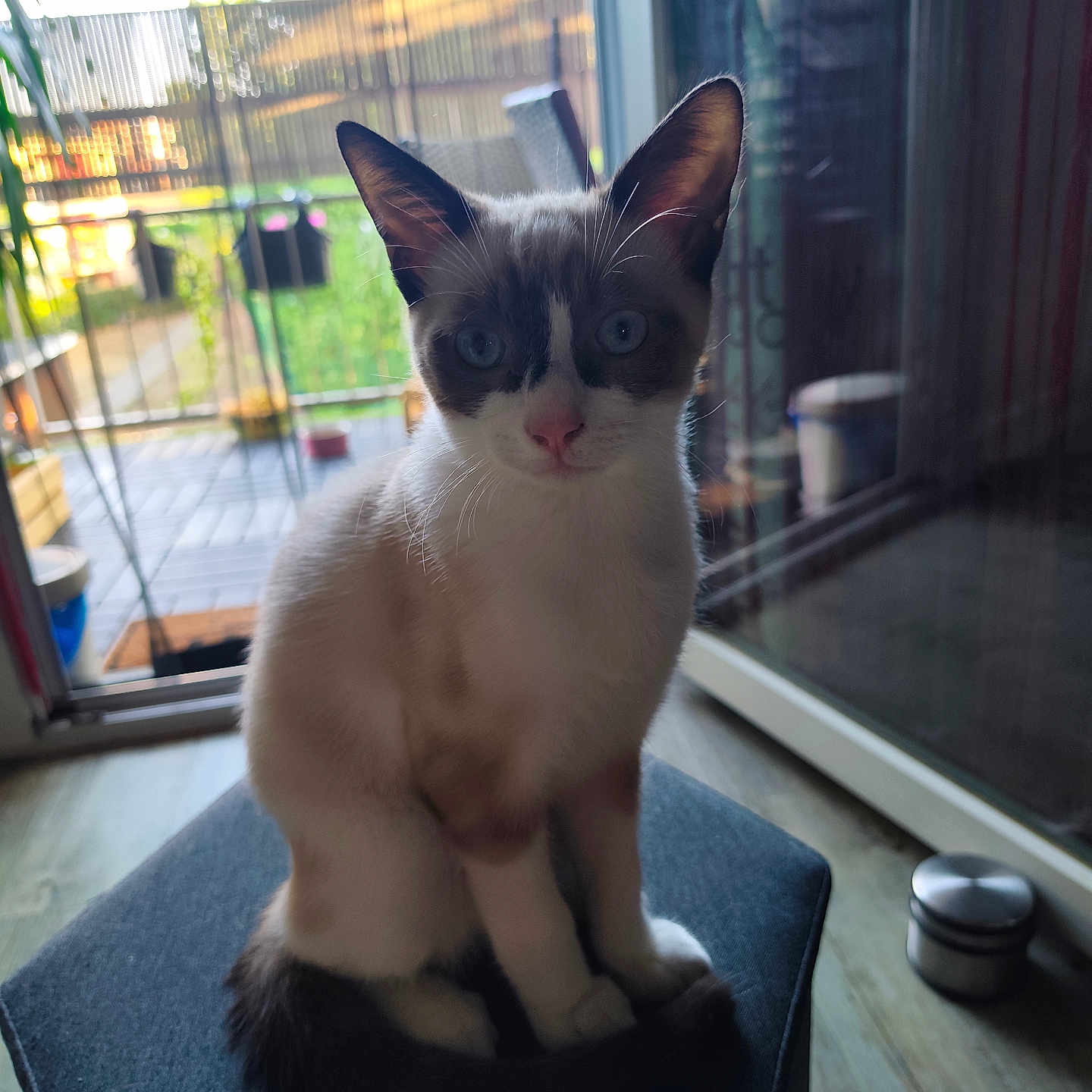 Timo