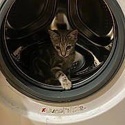 Chi a rejoint le concours — aidez-le/la à gagner de superbes lots ! kitten, cat, washing_machine, indoor, curious, paw, metal, appliance, pet, domestic_animal, small_animal, home, cute, feline, playful, gray_cat, striped_cat, animal, closeup, young_cat