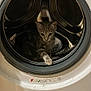 kitten, cat, washing_machine, indoor, curious, paw, metal, appliance, pet, domestic_animal, small_animal, home, cute, feline, playful, gray_cat, striped_cat, animal, closeup, young_cat