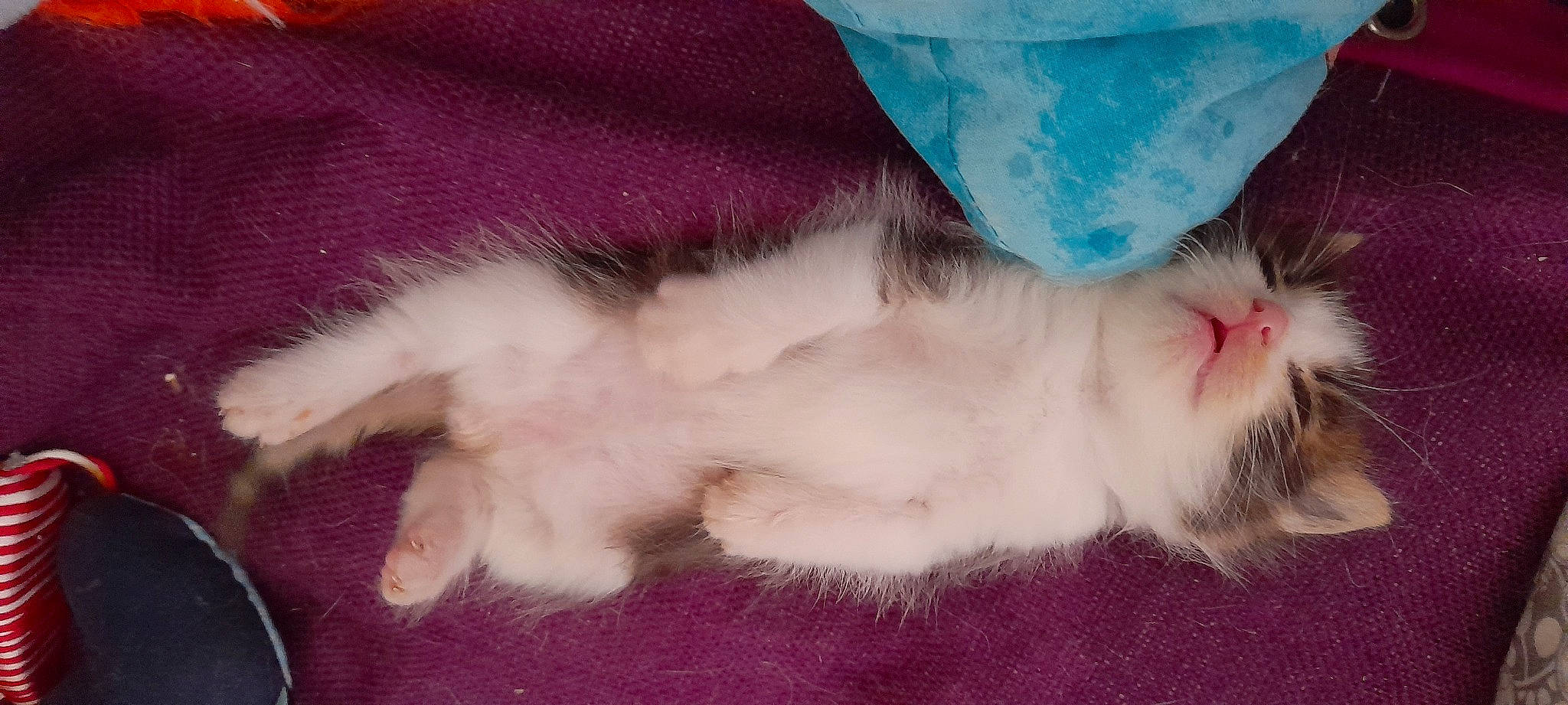 Simba participe au concours pour gagner de l'argent avec cette photo : canidae, carnivore, cat, claw, comfort, dog_breed, fawn, feather, felidae, foot, fur, magenta, nail, nap, paw, pink, small_to_medium_sized_cats, snout, tail, whiskers