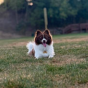 Koko is registered to the contest to win money with this photo: animal, bokeh, brown_and_white, close_up, collar, dog, fence, field, fur, grass, happy, outdoor, pet, portrait, relaxed, shallow_depth_of_field, summer, tag, tongue_out, trees