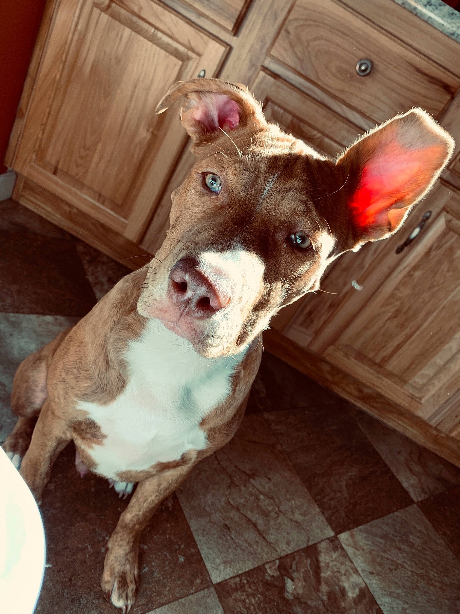 Simba joined the competition — help win amazing prizes! cabinetry, canidae, carnivore, cupboard, dog, dog_breed, fawn, floor, flooring, hardwood, jaw, liver, neck, plywood, skin, snout, varnish, wood, wood_stain, working_animal