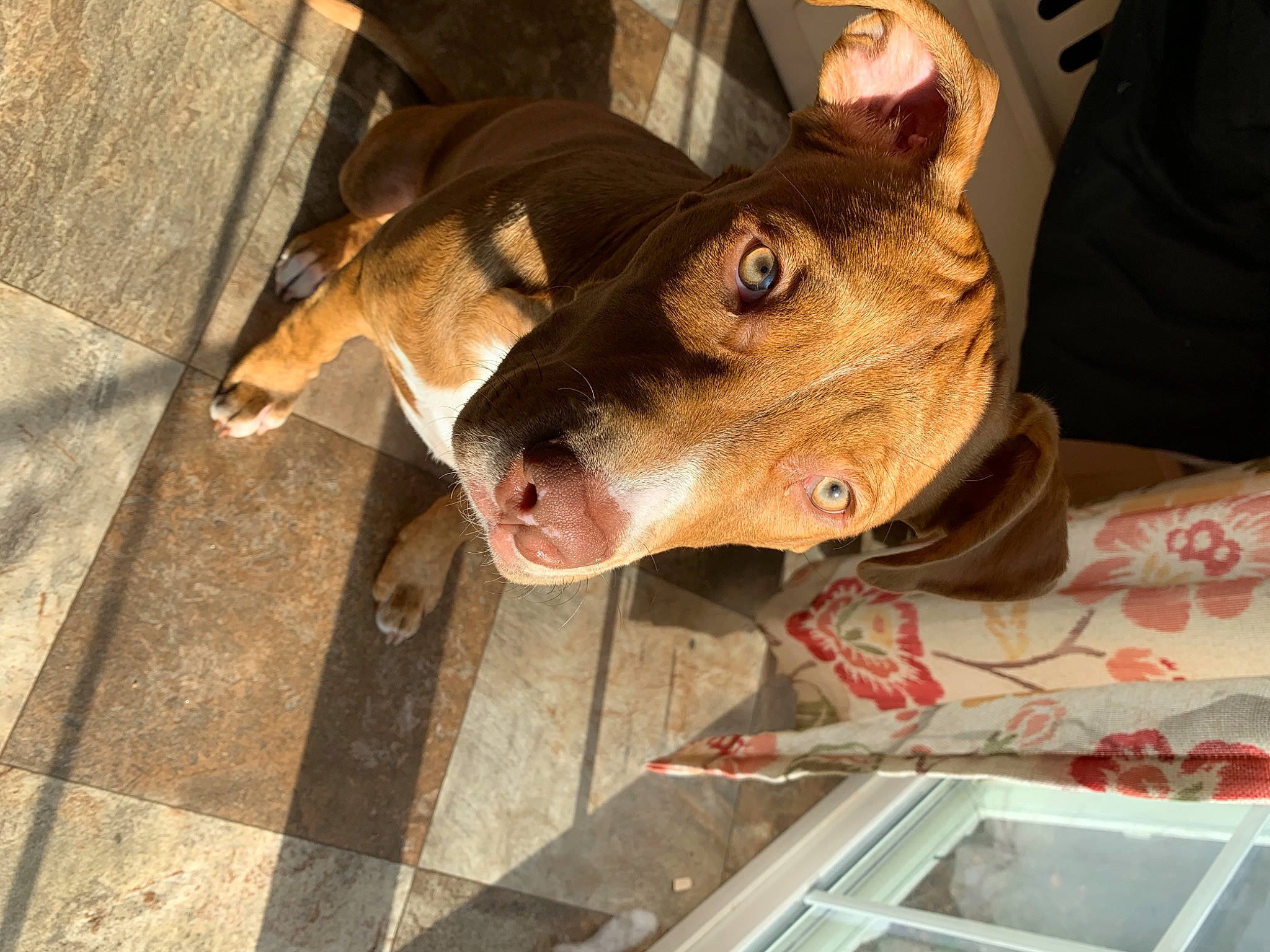 Simba is registered to the contest to win money with this photo: canidae, carnivore, collar, companion_dog, dog, dog_breed, dog_collar, fawn, kitchen_appliance, liver, pet_supply, snout, sporting_group, tongue, vertebrate, whiskers, working_animal, working_dog