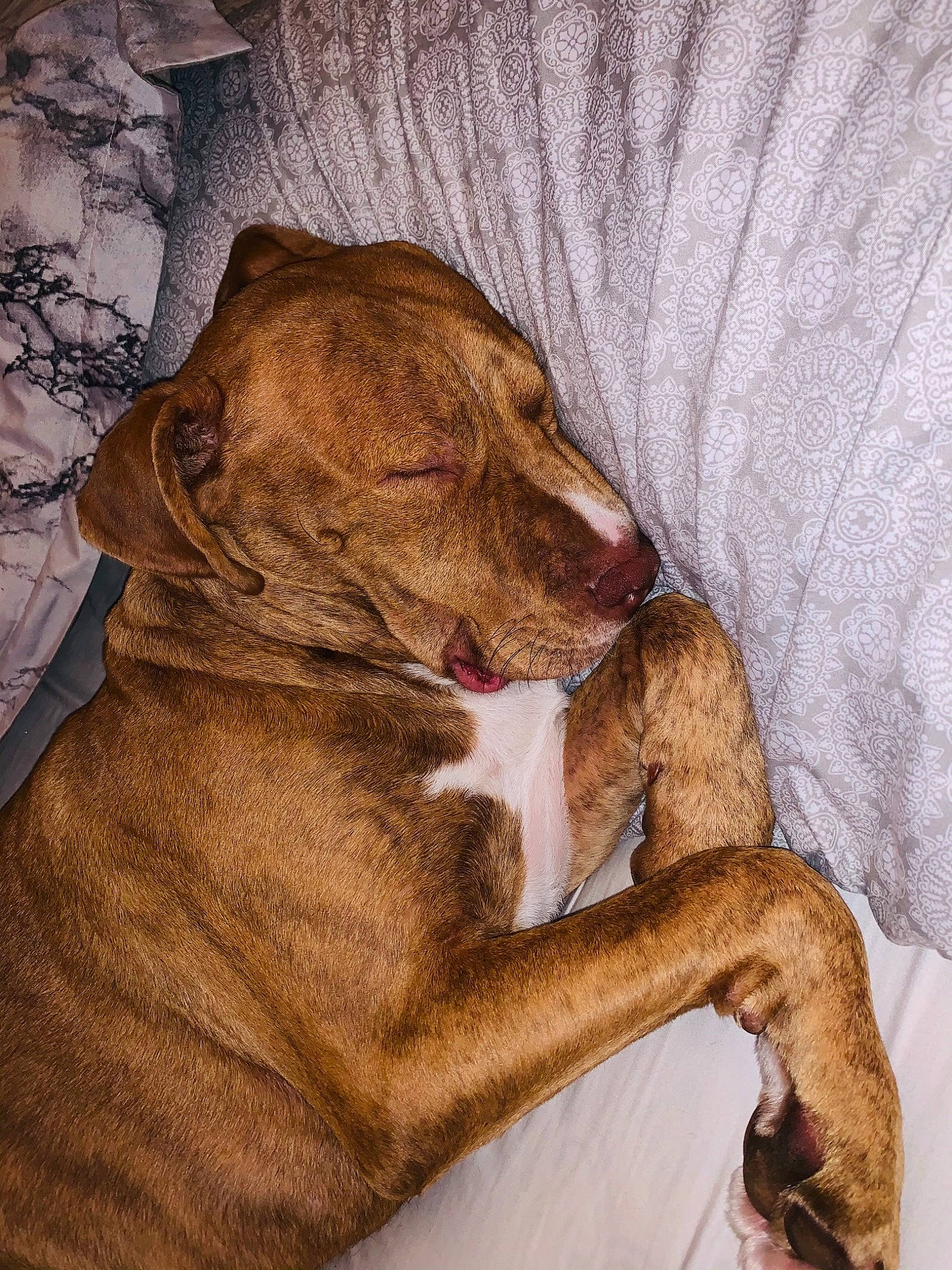 Simba is registered to the contest to win money with this photo: blanket, brown, canidae, carnivore, comfort, companion_dog, dog, dog_breed, fawn, linens, liver, mammal, snout, sporting_group, working_animal, working_dog