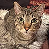 Jack is registered to the contest to win money with this photo: cat, tabby, close_up, green_eyes, whiskers, fur, pet, animal, indoor, blanket, cozy, resting, cute, feline, ears, face, portrait, looking, soft, domestic_cat