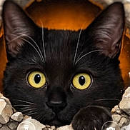 Phoebe is registered to the contest to win money with this photo: black_cat, cat, yellow_eyes, paw, hole, rubble, curious, pet, animal, closeup, face, whiskers, claws, fur, looking, breaking_through, indoor, portrait, cute, mischievous