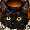 black_cat, cat, yellow_eyes, paw, hole, rubble, curious, pet, animal, closeup, face, whiskers, claws, fur, looking, breaking_through, indoor, portrait, cute, mischievous