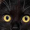Phoebe joined the competition — help win amazing prizes! cat, black_cat, close_up, yellow_eyes, whiskers, nose, animal, pet, feline, curious, face, fur, texture, background, orange, indoor, portrait, mammal, closeup, eye_contact