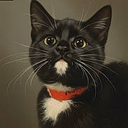 Phoebe joined the competition — help win amazing prizes! cat, tuxedo_cat, black_and_white, close_up, portrait, whiskers, collar, pet, animal, feline, curious, indoor, soft_light, fur, face, eyes, cute, domestic_cat, looking_up, neutral_background