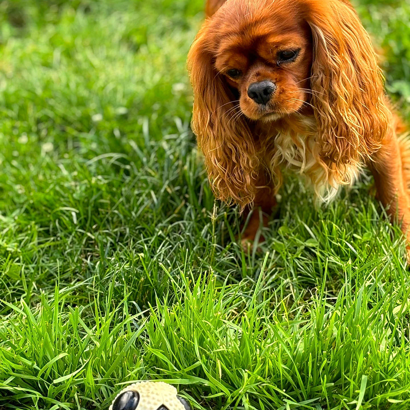 Lucky participe au concours pour gagner de l'argent avec cette photo : animal, ball, canine, cockerspaniel, dog, field, football, grass, grassland, lawn, nature, outdoors, pet, plant, puppy, soccer, soccerball, sphere, sport, summer