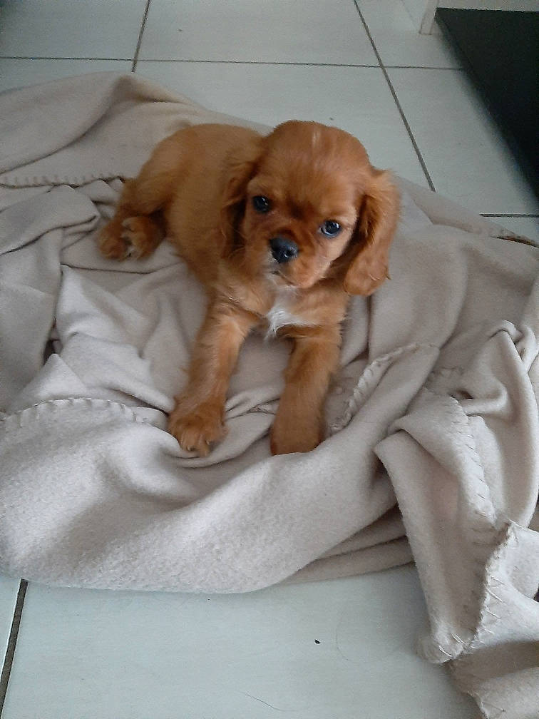 Lucky participe au concours pour gagner de l'argent avec cette photo : brown, canidae, carnivore, comfort, companion_dog, dog, dog_breed, fawn, fur, linens, liver, mammal, puppy, snout, sporting_group, tan, vertebrate, working_animal, working_dog