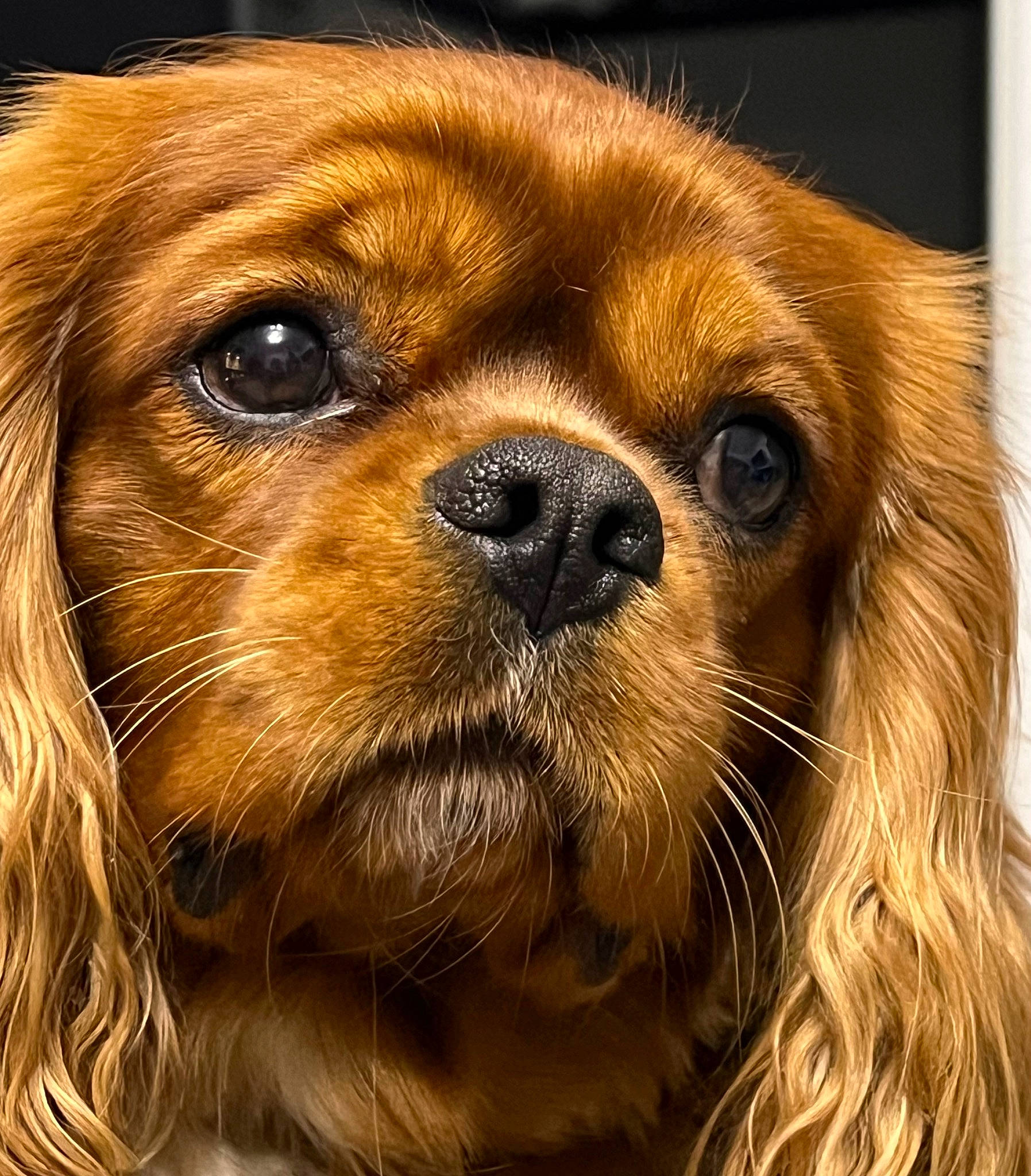 Lucky participe au concours pour gagner de l'argent avec cette photo : canidae, carnivore, close_up, companion_dog, dog, dog_breed, ear, eye, fawn, fur, hair, head, liver, metal, snout, sporting_group, terrestrial_animal, toy_dog, whiskers, working_animal