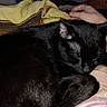 Zackary Binks is registered to the contest to win money with this photo: black_cat, sleeping_cat, cat, pet, animal, blanket, hand, cozy, resting, indoor, comfort, fur, paw, relaxation, closeup, domestic_cat, bed, warm, nap, cute