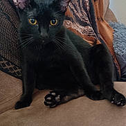 Zackary Binks joined the competition — help win amazing prizes! amber_eyes, animal, black_cat, blanket, cat, comfortable, couch, cozy, curious, domestic_animal, ears, feline, fur, home, indoor, paw, pet, relaxed, sitting, whiskers