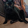 Zackary Binks joined the competition — help win amazing prizes! black_cat, cat, pet, animal, feline, indoor, couch, blanket, cozy, amber_eyes, relaxed, sitting, fur, whiskers, paw, ears, home, comfortable, curious, domestic_animal