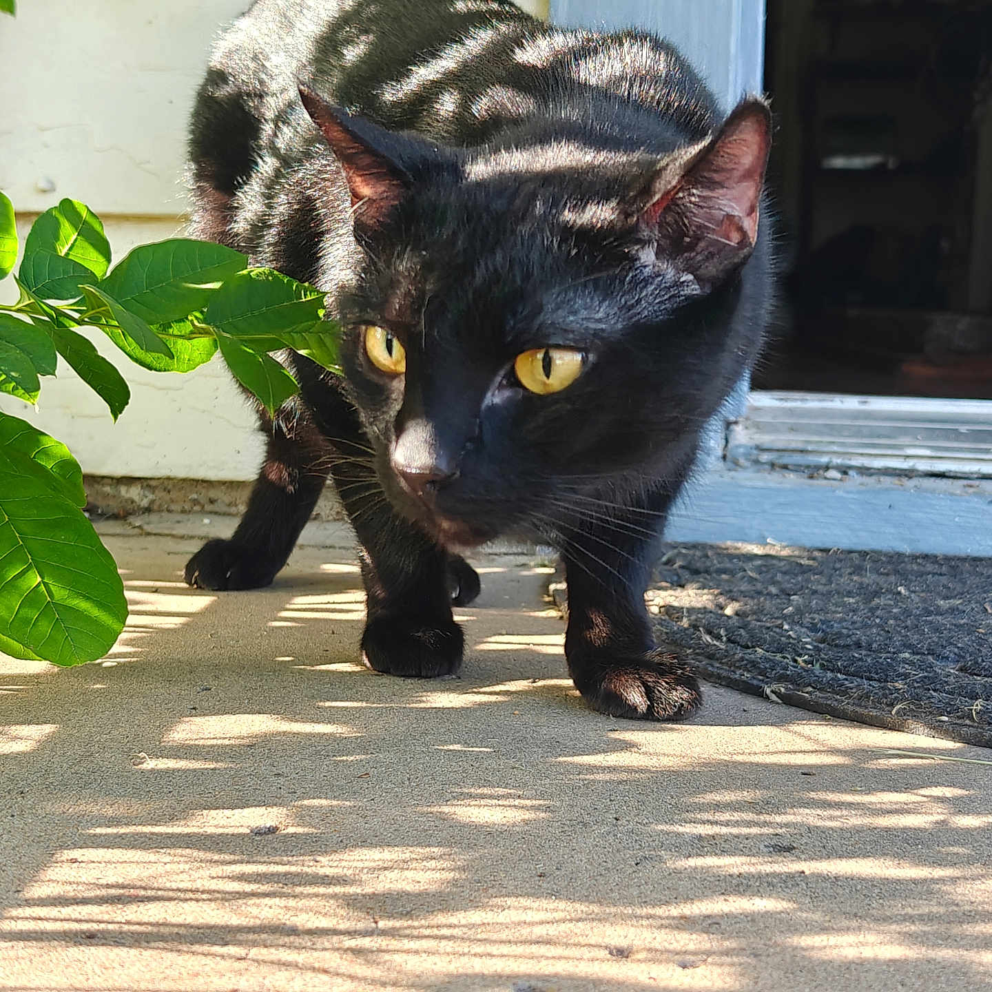Zackary Binks joined the competition — help win amazing prizes! cat, black_cat, outdoor, sunlight, shadow, yellow_eyes, curious, animal, pet, whiskers, fur, plant, porch, doorway, concrete, nature, daylight, close_up, mammal, walking