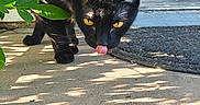 Zackary Binks joined the competition — help win amazing prizes! cat, black_cat, yellow_eyes, outdoor, sunlight, shadow, porch, plant, curious, licking, pet, animal, fur, whiskers, tail, doorway, nature, closeup, daylight, mammal