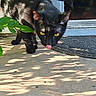 cat, black_cat, yellow_eyes, outdoor, sunlight, shadow, porch, plant, curious, licking, pet, animal, fur, whiskers, tail, doorway, nature, closeup, daylight, mammal