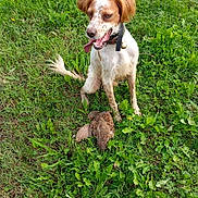Olaf participe au concours pour gagner de l'argent avec cette photo : animal, bird, canine, collar, daylight, dog, field, fur, grass, greenery, hunting, leafy, nature, outdoor, pet, playful, sitting, summer, tongue_out, wildlife