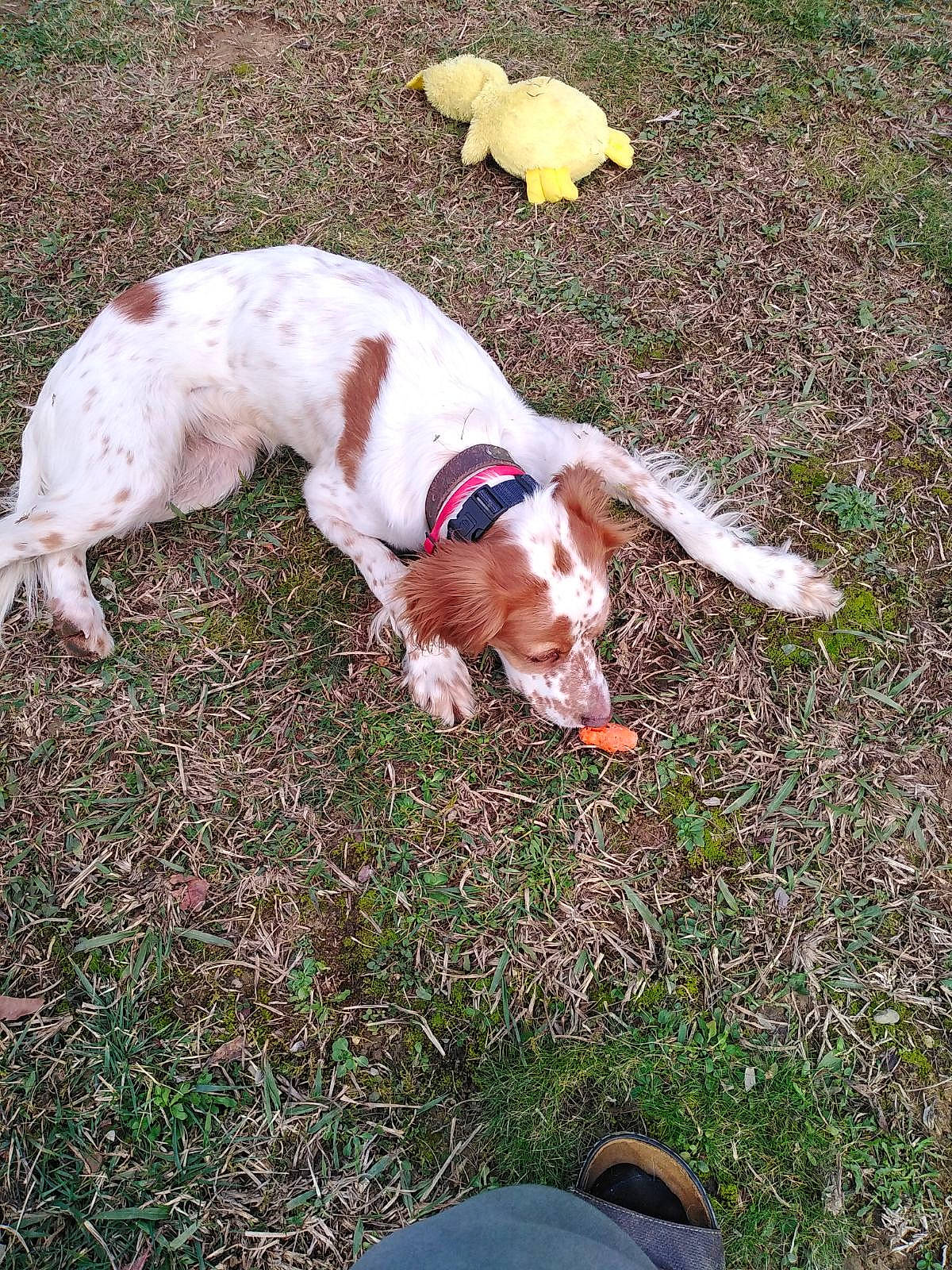 Olaf a rejoint le concours — aidez-le/la à gagner de superbes lots ! canidae, carnivore, companion_dog, dog, dog_breed, fawn, grass, gun_dog, hunting_dog, lawn, non_sporting_group, paw, plant, puppy, snout, tail