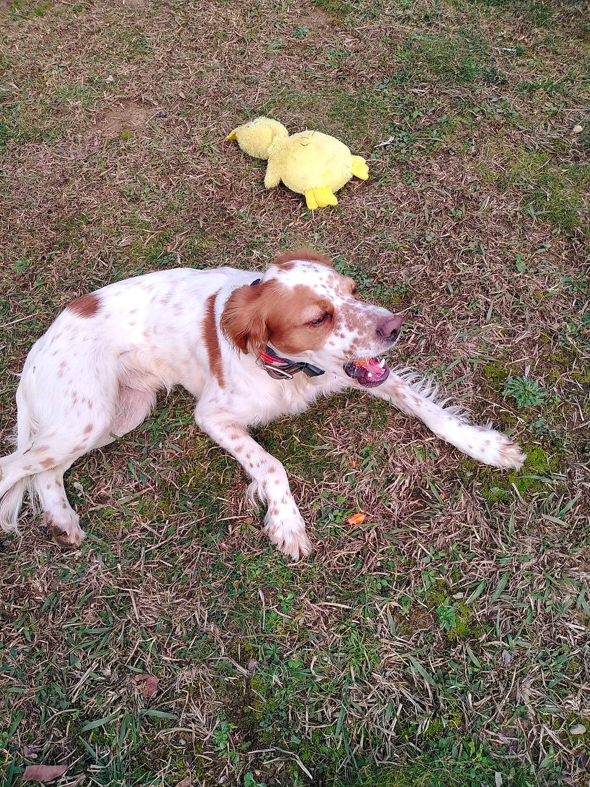 Olaf participe au concours pour gagner de l'argent avec cette photo : canidae, carnivore, collar, companion_dog, dog, dog_breed, dog_collar, dogo_guatemalteco, fawn, grass, gun_dog, hunting_dog, liver, paw, plant, snout, sporting_group, tail, terrestrial_animal, working_animal