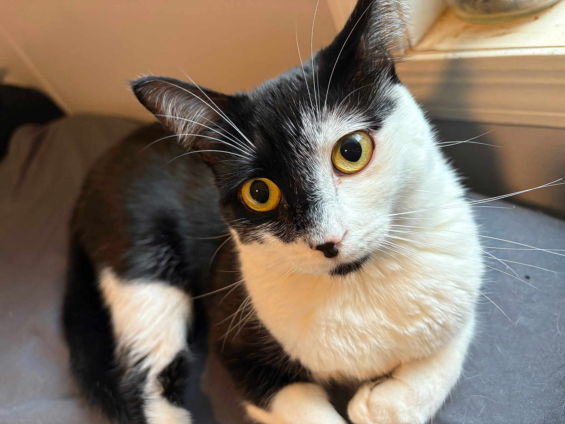 Cola joined the competition — help win amazing prizes! cat, black_and_white, golden_eyes, whiskers, fur, curious, indoor, window_light, pet, animal, close_up, sitting, soft_surface, cute, domestic_cat, feline, portrait, relaxed, alert, cozy