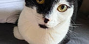 Cola is registered to the contest to win money with this photo: cat, black_and_white, yellow_eyes, whiskers, pet, animal, feline, sitting, curled_up, indoor, pillow, bed, gray_fabric, close_up, looking_at_camera, cute, domestic_cat, fur, resting, cozy