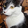Cola is registered to the contest to win money with this photo: cat, animal, pet, feline, black_and_white, whiskers, yellow_eyes, close_up, indoor, domestic, fur, face, alert, curious, portrait, box, clutter, background, soft_light, household