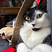 Cola joined the competition — help win amazing prizes! animal, black_and_white, cat, closeup, couch, cozy, curious, domestic, eyes, fur, furniture, indoor, mammal, pet, portrait, relaxed, resting, strap, texture, whiskers