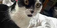 Cola is registered to the contest to win money with this photo: alert, animal, bedroom, black_and_white, blanket, cat, closeup, curious, desk, domestic_animal, feline, fur, furniture, indoor, mammal, pet, resting, tuxedo_cat, whiskers, yellow_eyes