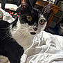 Cola is registered to the contest to win money with this photo: cat, tuxedo_cat, pet, animal, indoor, feline, whiskers, yellow_eyes, black_and_white, blanket, bedroom, furniture, desk, curious, alert, fur, closeup, mammal, domestic_animal, resting
