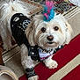 accessory, animal, carpet, costume, cute, decor, dog, fashion, fur, home, indoor, leather_vest, looking_up, mohawk, pet, punk_style, shoe, small_dog, spiked_collar, white_dog