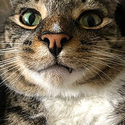 Benny joined the competition — help win amazing prizes! cat, tabby, close_up, green_eyes, whiskers, fang, fur, pet, animal, cute, curious, face, nose, ears, indoor, portrait, mammal, feline, white_chest, expression