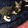 Benny joined the competition — help win amazing prizes! cat, tabby, white_paws, pet, indoor, blanket, blue_blanket, red_pattern, curious, feline, animal, domestic_cat, resting, cozy, whiskers, alert, paws, fur, striped, bedspread
