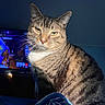 cat, tabby, indoor, pet, feline, striped_fur, whiskers, closeup, portrait, animal, domestic_cat, yellow_eyes, soft_light, shadow, television, screen, furniture, blue_cloth, cozy, background