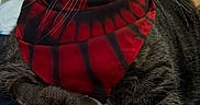 Benny joined the competition — help win amazing prizes! cat, tabby_cat, bandana, pet, animal, feline, indoor, closeup, fur, whiskers, paw, relaxed, domestic_animal, cute, mammal, portrait, cozy, striped, resting, companion