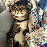 Benny is registered to the contest to win money with this photo: cat, tabby, collar, quilt, floral_pattern, checkered_pattern, couch, cozy, relaxed, indoor, sleeping, pet, whiskers, fur, comfort, domestic_animal, resting, closeup, animal, cute