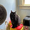 cat, black_cat, indoor, pet, container, yellow, red, window, litter_pan, floor, wall, power_outlet, cord, furniture, curious, alert, domestic, animal, fur, sitting