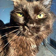 Meatloaf joined the competition — help win amazing prizes! cat, close_up, black_cat, yellow_eyes, whiskers, fur, sunlight, indoor, pet, animal, face, portrait, cute, feline, domestic_cat, mammal, bright_eyes, focused, curious, soft_fur