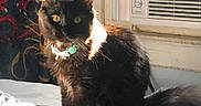 Meatloaf is registered to the contest to win money with this photo: cat, black_cat, pet, indoor, bed, headphones, earphones, window, air_conditioner, collar, sunlight, shadow, curtain, fabric, furniture, cozy, resting, animal, domestic, portrait