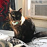 cat, black_cat, pet, indoor, bed, headphones, earphones, window, air_conditioner, collar, sunlight, shadow, curtain, fabric, furniture, cozy, resting, animal, domestic, portrait