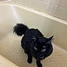 cat, black_cat, bathtub, pet, animal, indoor, feline, curious, yellow_eyes, fur, whiskers, tail, tile_wall, bathroom, looking_up, sitting, domestic_animal, cute, household, fur_texture