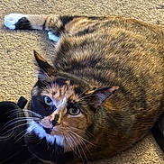 Subi is registered to the contest to win money with this photo: animal, calico_cat, carpet, cat, closeup, cute, domestic_animal, eyes, feline, fur, home, indoor, looking_up, mammal, multicolor, paws, pet, relaxed, resting, whiskers