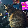animal, blanket, calico_cat, cat, computer_screen, cozy, curious, dim_light, domestic_animal, face, fur, furniture, gaming_setup, indoor, looking_back, neon_light, pet, poster, room, whiskers