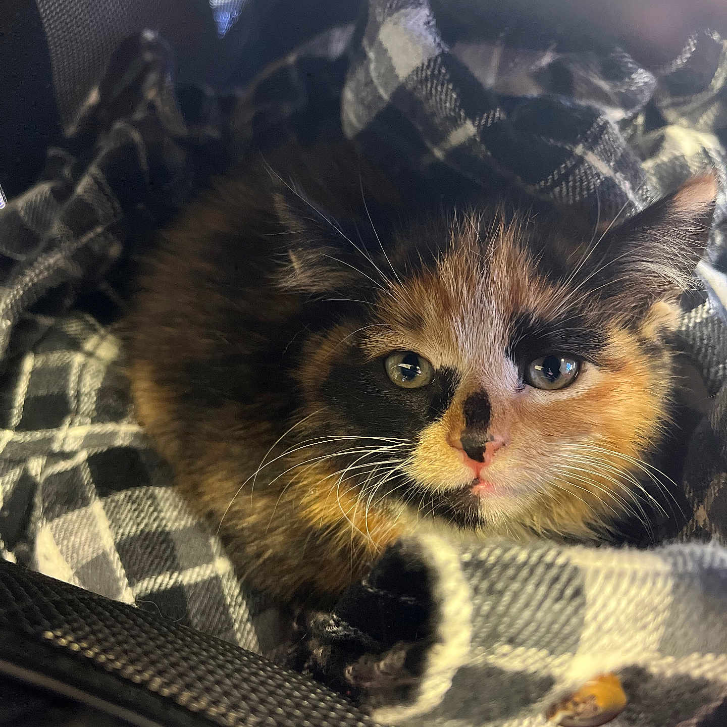 Subi joined the competition — help win amazing prizes! cat, kitten, calico, feline, pet, animal, fur, whiskers, blanket, checkered, black_and_white, close_up, cute, young, resting, indoor, soft_light, cozy, portrait, small