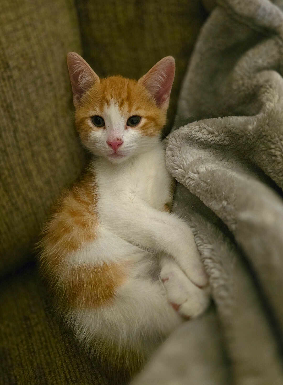 Cuddles