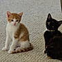 Cuddles joined the competition — help win amazing prizes! kitten, cat, orange_and_white_cat, tortoiseshell_cat, carpet, indoor, pet, animal, cute, feline, sitting, young_cat, fur, whiskers, playful, curious, domestic_animal, companion, soft_texture, home
