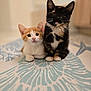 Cuddles is registered to the contest to win money with this photo: cat, kitten, animal, pet, cute, fur, whiskers, ear, eyes, indoor, floor, carpet, pattern, two_animals, domestic_animal, small_animal, sitting, close_up, portrait, young_animal