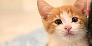 Cuddles is registered to the contest to win money with this photo: kitten, cat, orange_and_white, young, cute, pet, animal, lying_down, indoor, soft_surface, close_up, curious, whiskers, ears, paws, feline, domestic_cat, face, portrait, looking