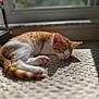 Cuddles joined the competition — help win amazing prizes! cat, orange_cat, white_cat, sleeping, nap, carpet, sunlight, window, indoor, pet, feline, cute, relaxation, cozy, paw, fur, domestic_animal, resting, animal, close_up